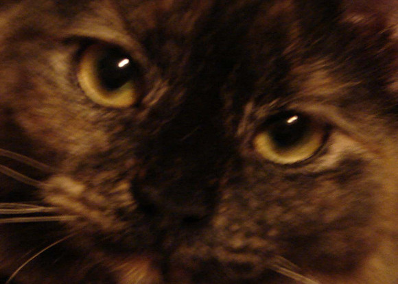 "Callie"