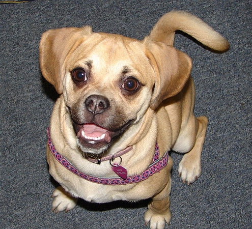 Lucy Peanut