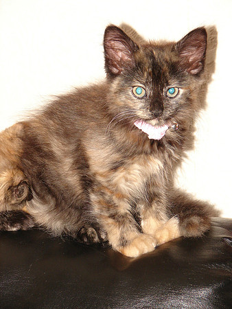 Baby "Calypso"